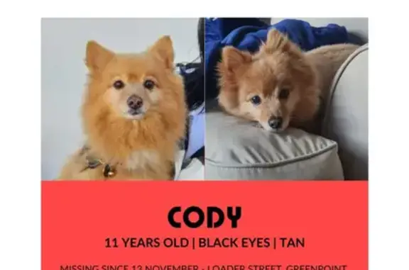 Lost Pomeranian Cody: Help Find My Missing Dog