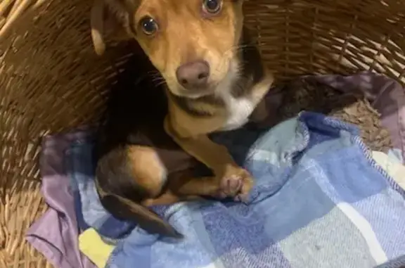 Chien trouvé : Chiot tricolor affectueux, sans puce ni collier - photo