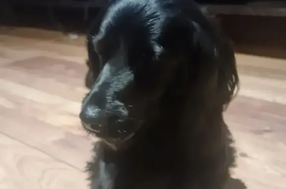 Lost & Found: Sweet Female Cocker Spaniel in Aspen Hills, Johannesburg