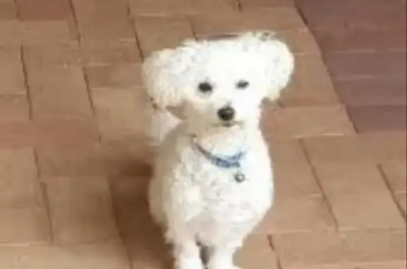 Lost: White Female Maltese Poodle in Bankford Grove, Phoenix