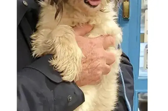 Chien perdu Ferrière-la-Grande, photo : Chien croisé griffon disparu, couleur crème, 8 ans, peureux. Rue Georges Guynemer, Ferrière-la-Grande.