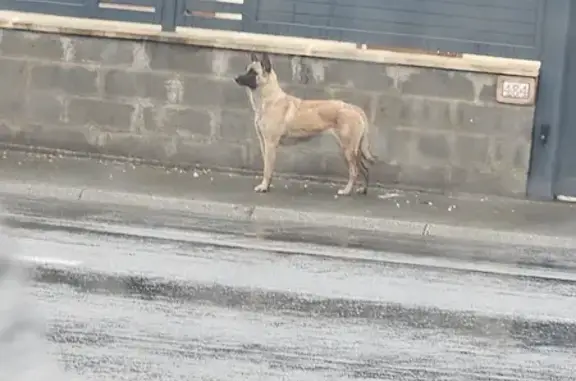 Chien craintif trouvé, Rue Petit Marais, Loffre - photo
