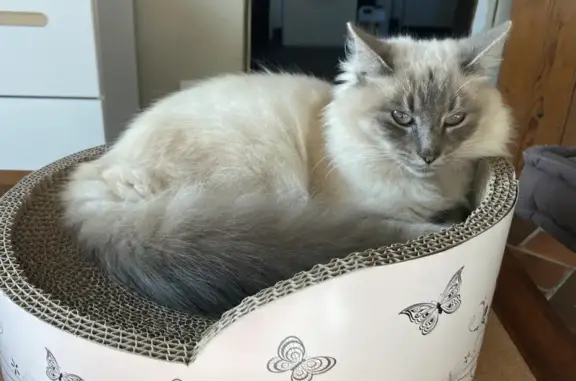 Animaux perdus Tigy, photo: Chatte croisée siamois/grise perdue