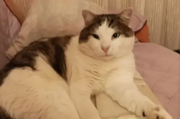 Chat trouvé, mâle non pucé, non castré - photo