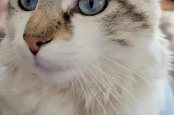 Animaux perdus Bourg-lès-Valence, photo: Chat Cookie disparu, aidez-nous!