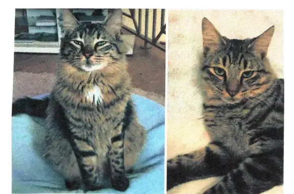Chat perdu, La Tour-de-Salvagny, photo: Chat mâle tigré gris disparu