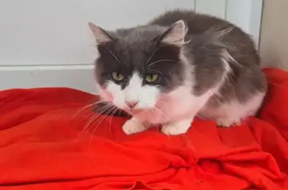 Chat trouvé Saâcy-sur-Marne, photo: Chat trouvé à Saâcy-sur-Marne