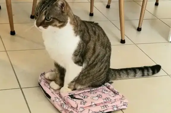 Animaux perdus Moussey, photo: Chat Tigré gris marron noir disparu