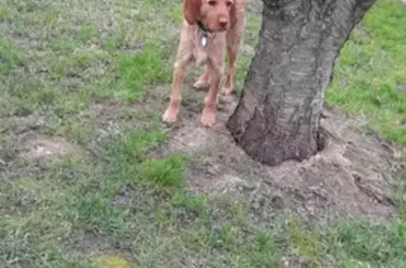 Chien perdu Crégy-lès-Meaux, photo : Chien roux disparu, Avenue Henri Magisson