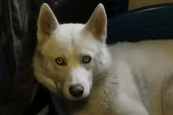 Lost Husky with Blue Eyes, Microchipped - Anker Street, Gauteng