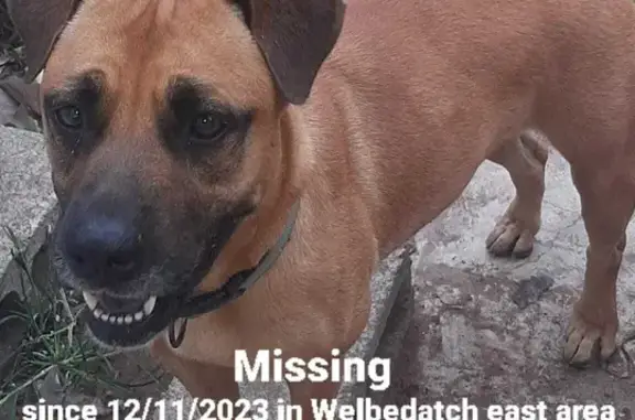 Lost and found pets , photo: Lost Boerbull Mix: Female, Brown & Black | KwaZulu-Natal Fireworks Mishap