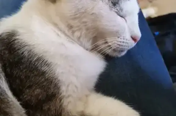 Lost Cat: Help Find Missy! 0834140352