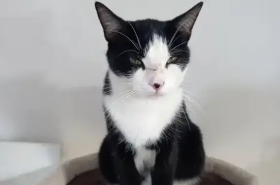 Animaux perdus Erquy, photo: Chat mâle castré et pucé perdu à Erquy