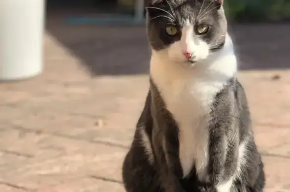 Lost Shy Grey & White Cat | Abbotsford St, North Melbourne