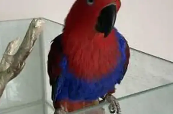 Missing: Female Eclectus Bird, Gardenia Ave, Canterbury-Bankstown