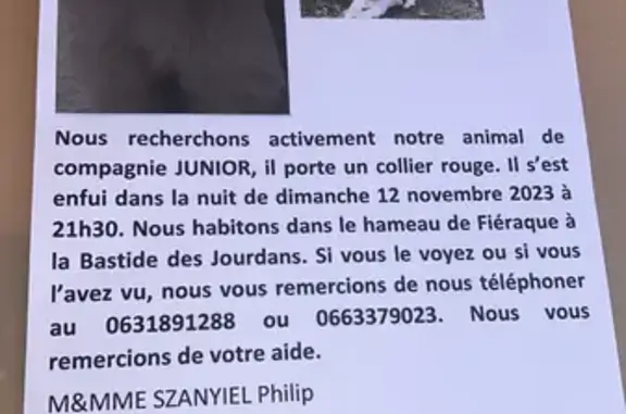 Chien perdu Apt, photo : Chien Junior disparu, pucé-ICAD, Rue Eugène Brunel, Apt
