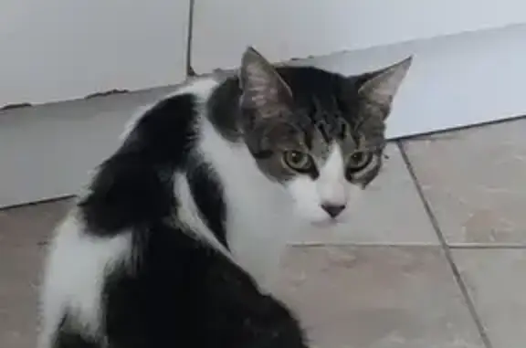 Chat perdu, Angoulême, photo: Chat Patapouf disparu, blanc tigré, câlin, bavard. Aidez-moi, merci.