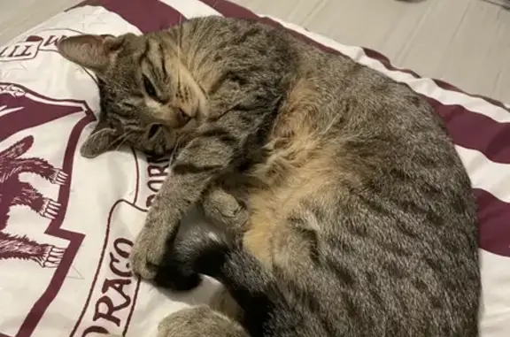 Chat trouvé sans puce à Pont-sur-Yonne - photo