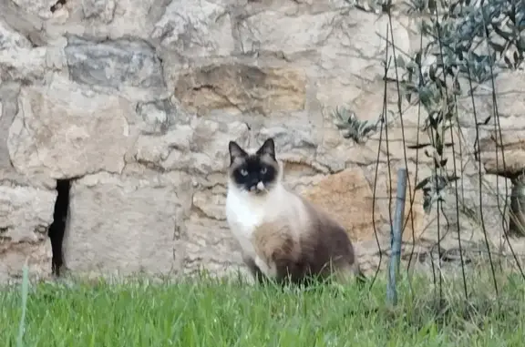 Chat trouvé, queue abîmée, La Seyne - photo