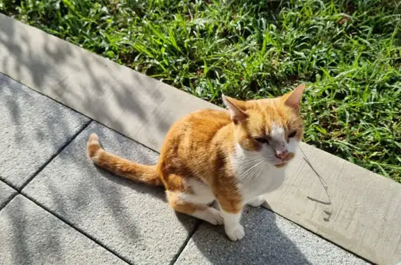 Chat famélique sauvé à Bayonne - photo