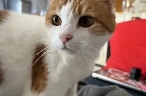 Chatte perdue tatouée affamée - photo