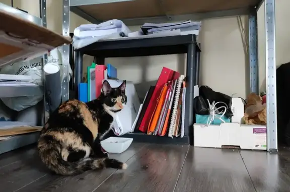 Chaton écaille trouvé à Angers - photo