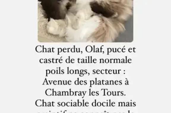 Chat perdu, Chambray-lès-Tours, photo: Chat perdu à Chambray-lès-Tours