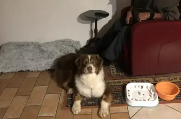 Chien perdu Escoutoux, photo : Chien Berger australien perdu