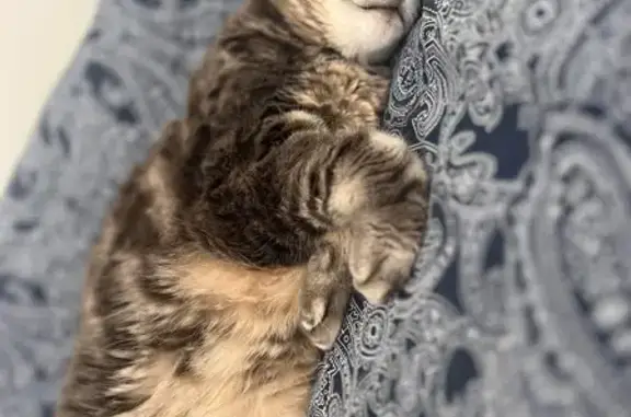Animaux perdus Mérignac, photo: Chat gris perdu à Mérignac