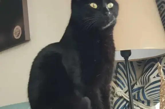 Animaux perdus Valence, photo: Chatte noire disparue à Valence