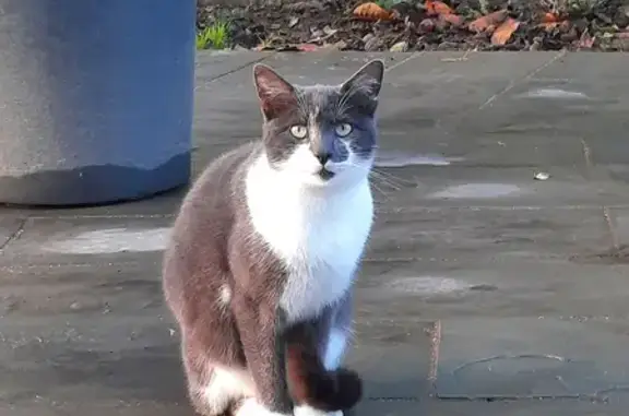 Chat errant cherche foyer - photo