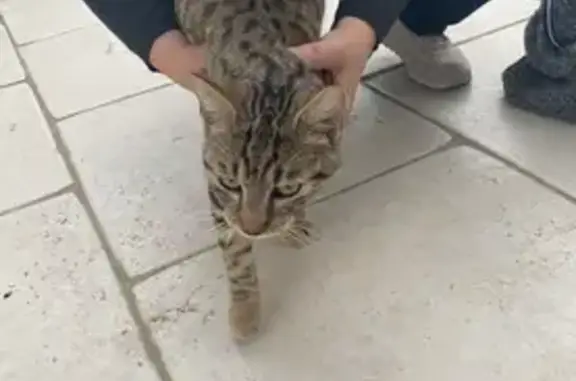 Chat tigré perdu à Bruguières - photo