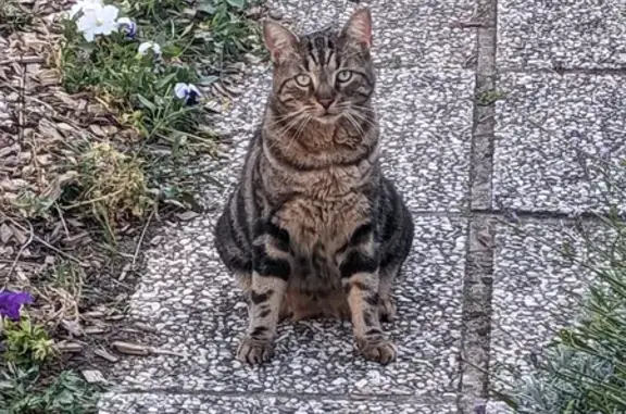 Animaux perdus Évry, photo: Chat tabby perdu à Évry