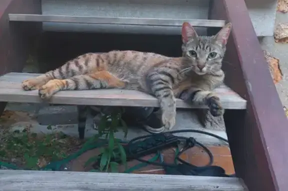 Animaux perdus Argenteuil, photo: Chatte Tigra perdue à Argenteuil
