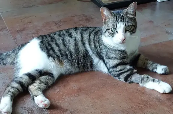 Animaux perdus Enghien-les-Bains, photo: Chat tigré perdu à Enghien