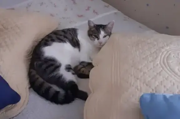 Chat trouvé Vannes, photo: Chat sociable trouvé à Vannes