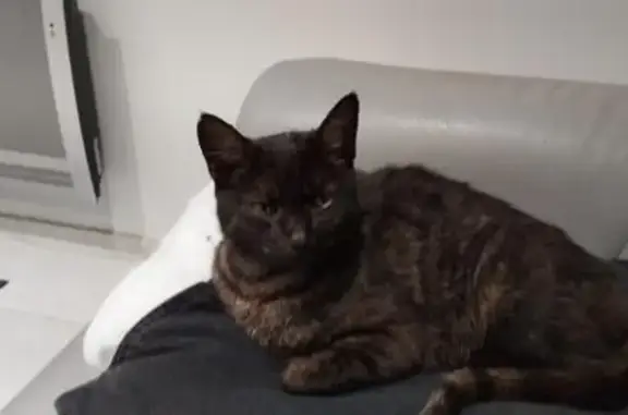 Chatte noire enceinte trouvée - photo