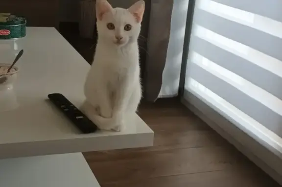 Chat perdu, , photo: Perdue: Canelle, chatte blanche