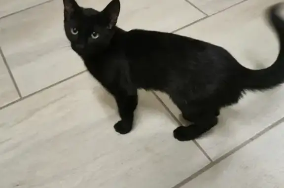 Lost Black Kitten in Pretoria - Help Find Her!