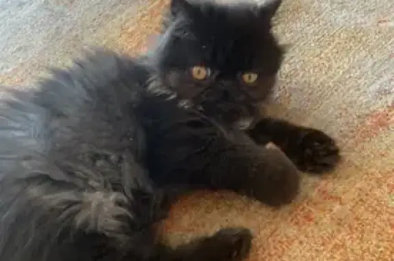 Lost! Tiny Black Persian Cat - Totius Rd