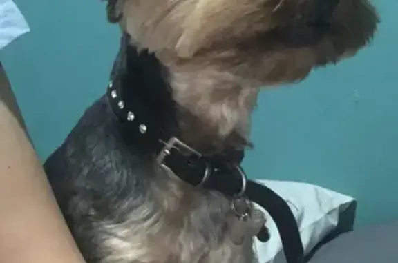 Lost pets , photo: Lost Yorkie in Western Cape - Help Find Me!