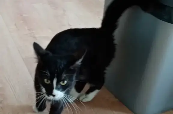 Chat noir et blanc perdu - photo