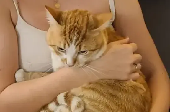 Animaux perdus Verniolle, photo: Rouqui, chat perdu à Verniolle