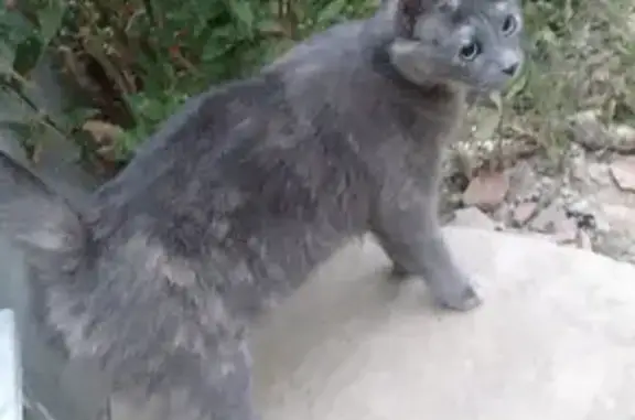 Chat perdu, Bezons, photo: Chatte Griselle perdue à Bezons