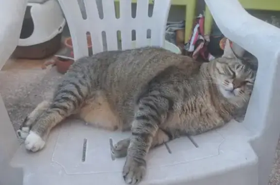 Animaux perdus Nîmes, photo: Chatte tigrée disparue à Nîmes