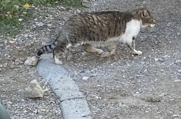 Chat perdu près de SMDM Béziers - photo