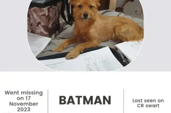 Lost Yorkie Mix Batman - Call 0742663179 Now!