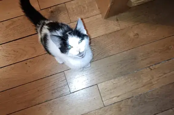 Chaton noir et blanc trouvé - photo