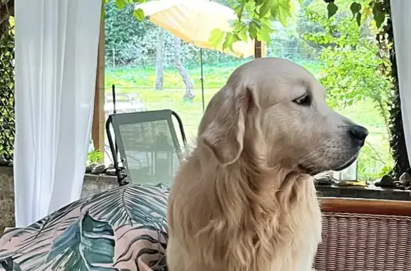 Chien perdu , photo : Golden Retriever Blanc Perdu