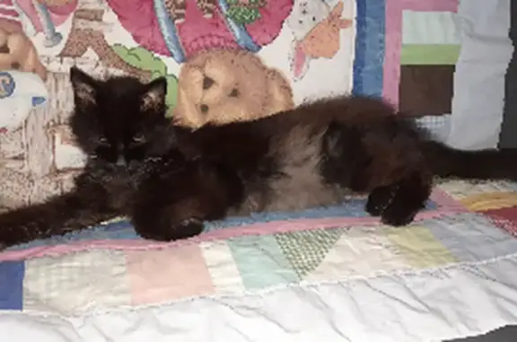 Animaux perdus Le Cheylas, photo: Chat perdu, Le Cheylas, 2 colliers